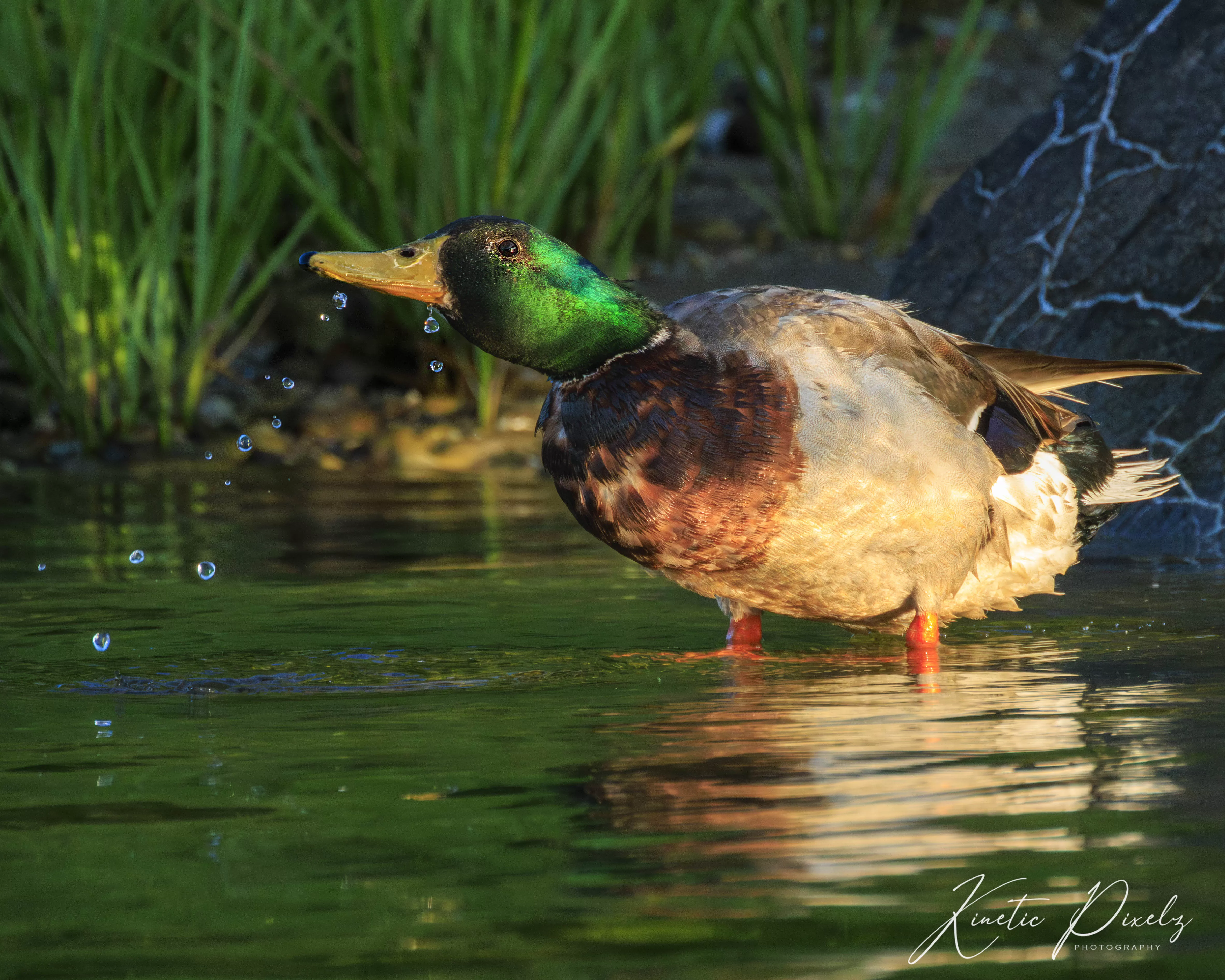 Duck in water